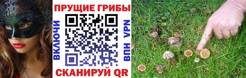 Галлюциногенные грибы Psilocybe  Железноводск 